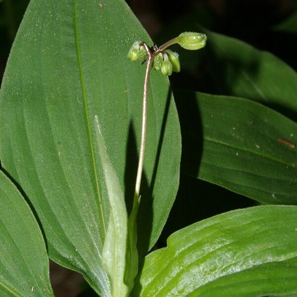 Tinantia longipedunculata