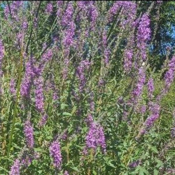 Lythrum salicaria Квітка