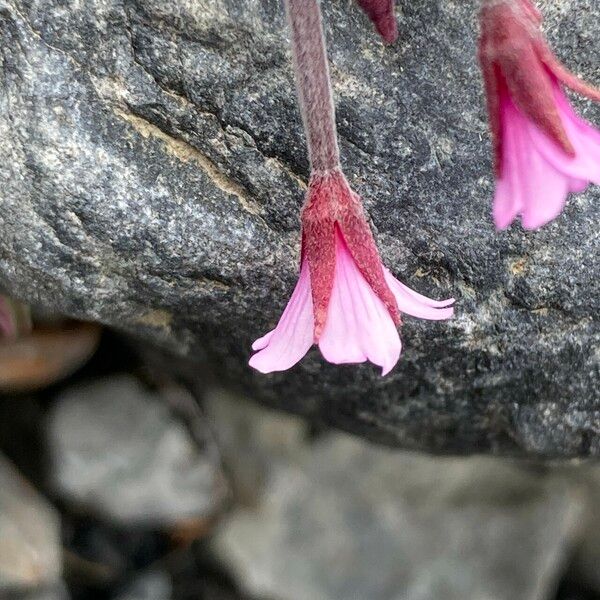 Epilobium denticulatum Flower