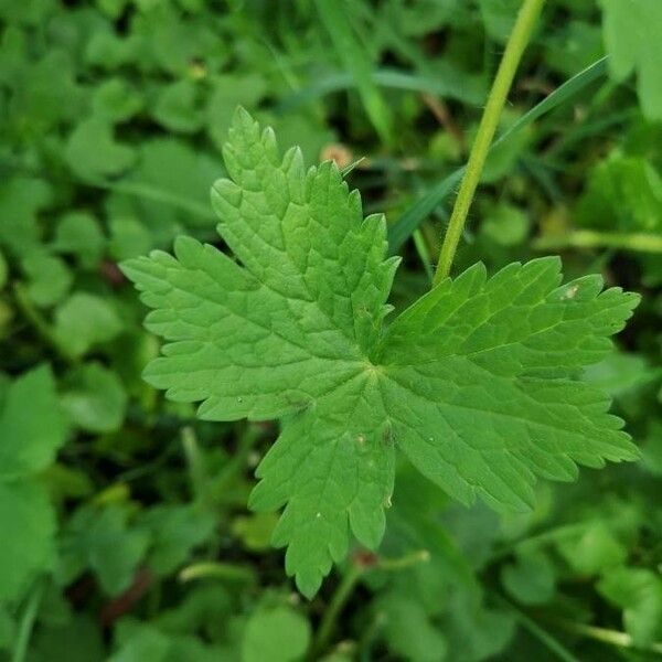 Geranium phaeum Leaf