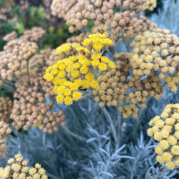 Helichrysum italicum Квітка