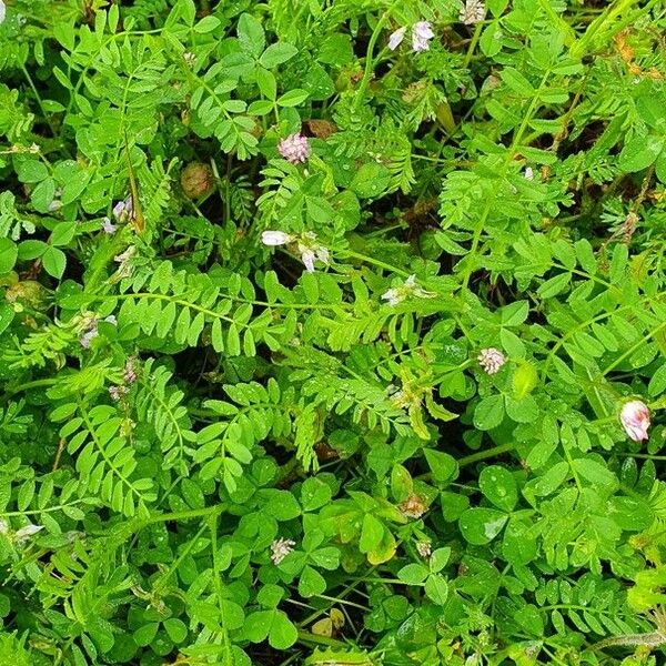 Astragalus pelecinus Leaf