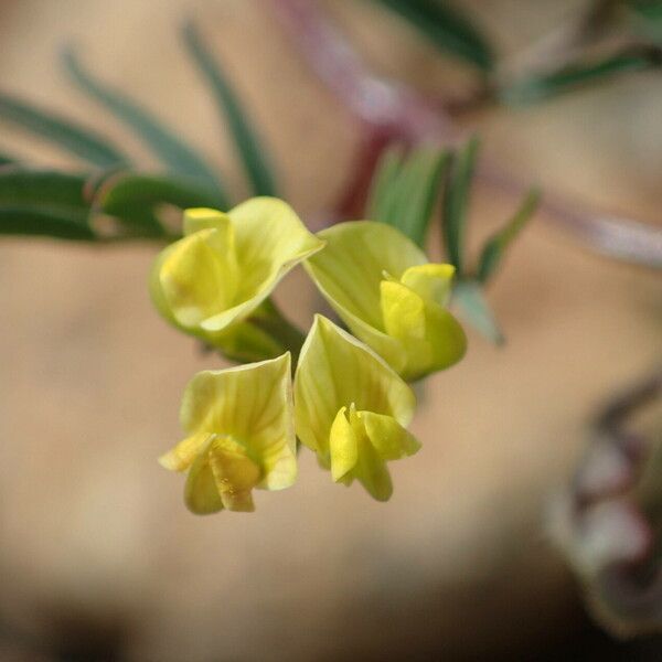 Hippocrepis ciliata Цветок