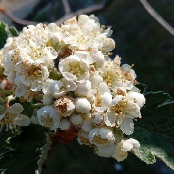 Sorbus intermedia Flower