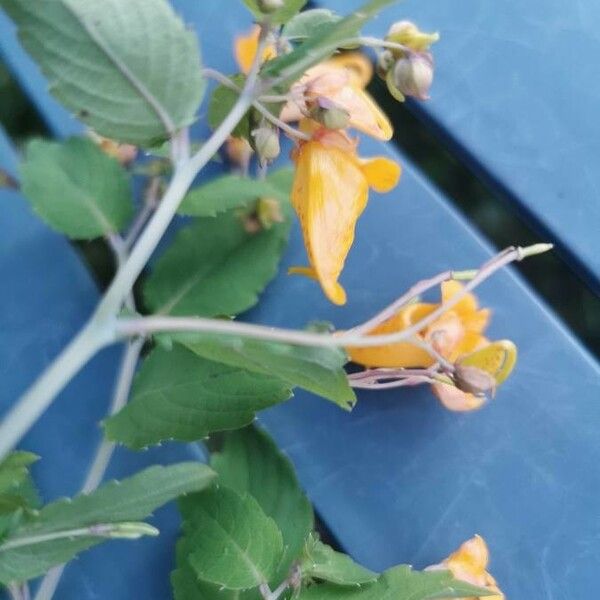 Impatiens capensis Blüte