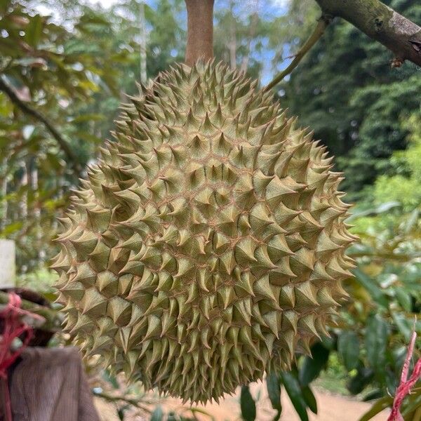 Durio zibethinus Fruit