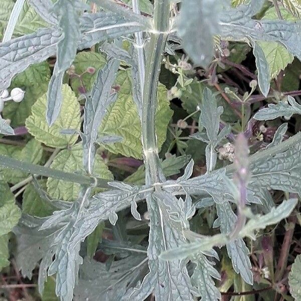 Verbena officinalis 叶