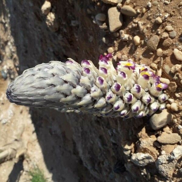 Cistanche violacea 花