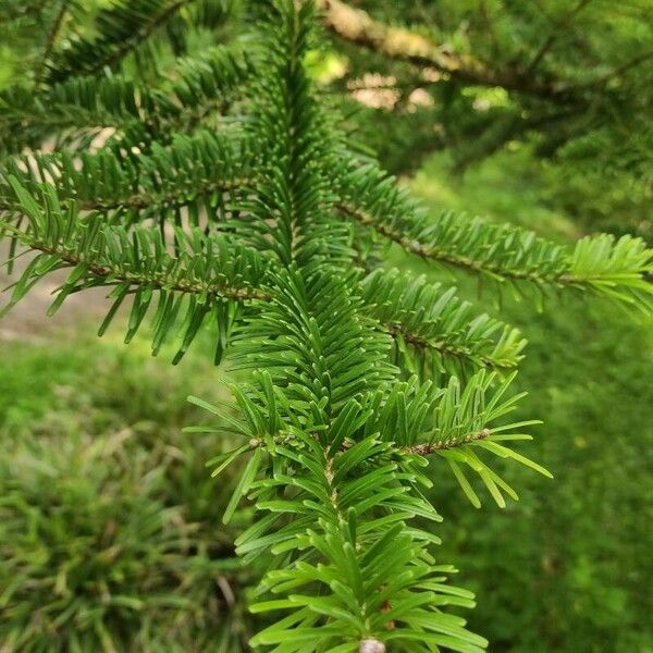 Abies homolepis Листок