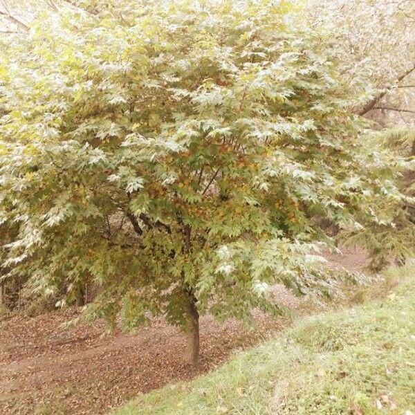 Platanus orientalis عادت داشتن