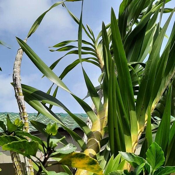 Grammatophyllum speciosum Blad