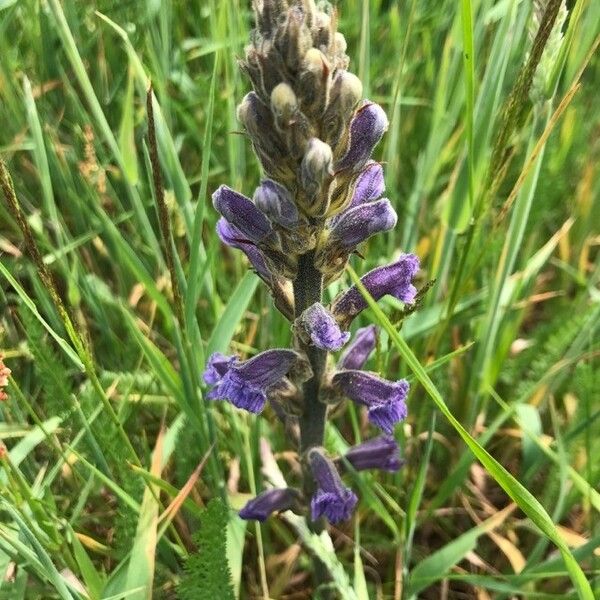 Phelipanche purpurea Květ