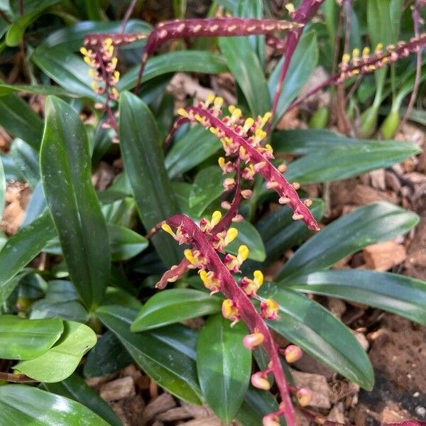 Bulbophyllum falcatum Blomst