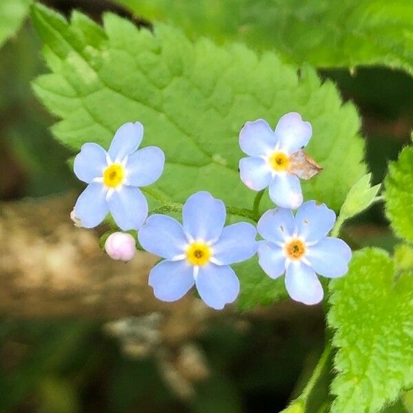 Myosotis scorpioides Cvet