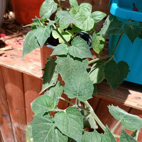 Physalis peruviana Leaf