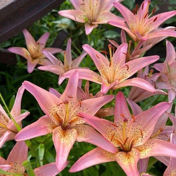 Lilium bulbiferum Blomma