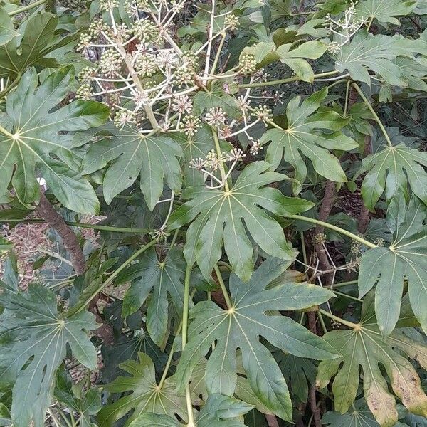 Fatsia japonica Habit