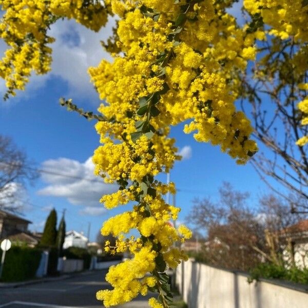 Acacia cultriformis Lorea