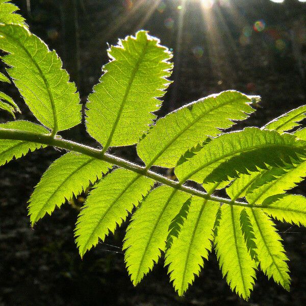 Sorbus aucuparia Φύλλο