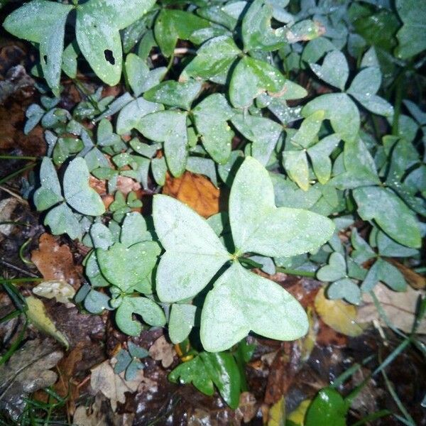 Oxalis latifolia Blad