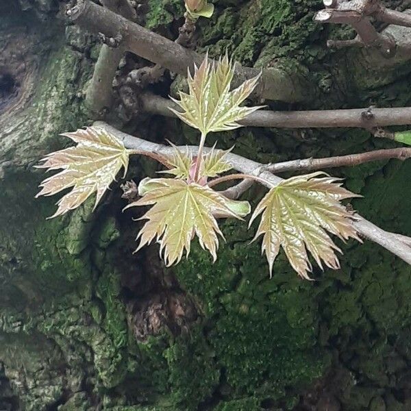 Acer shirasawanum Folha