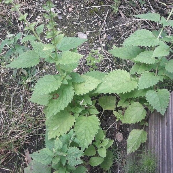 Scutellaria altissima Leaf