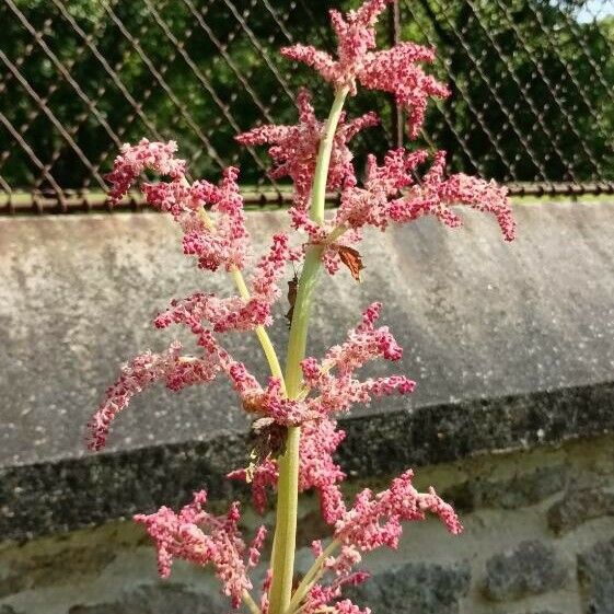 Rheum palmatum 花