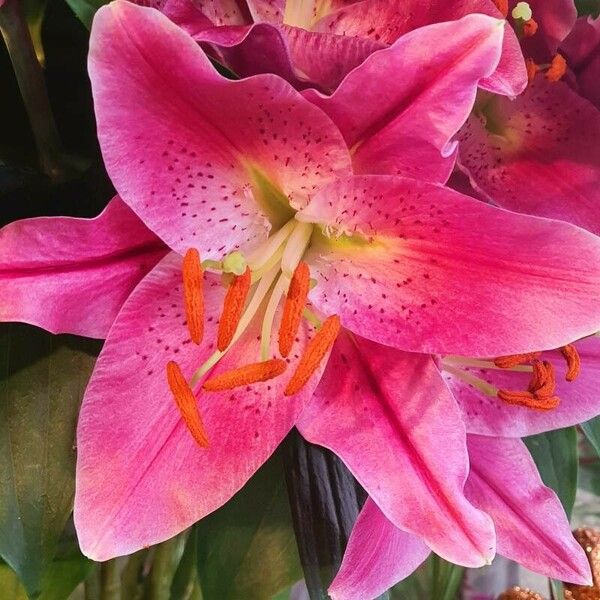 Lilium bulbiferum Fleur