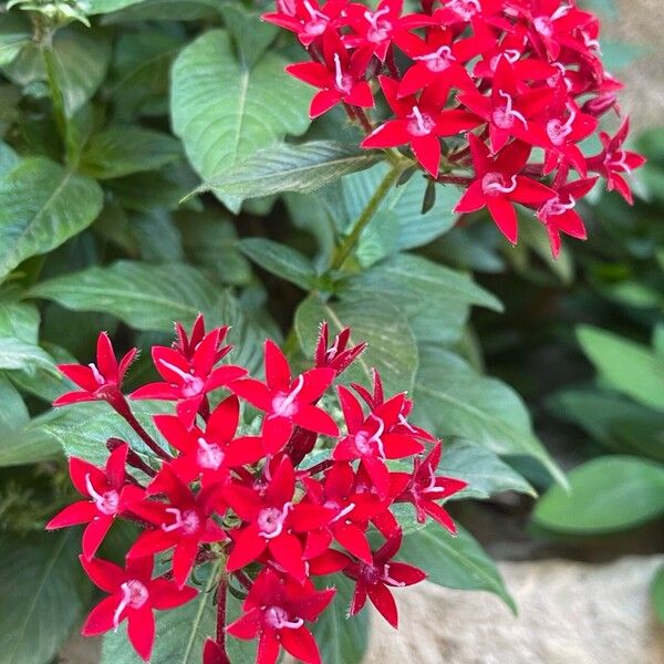 Pentas lanceolata Fleur