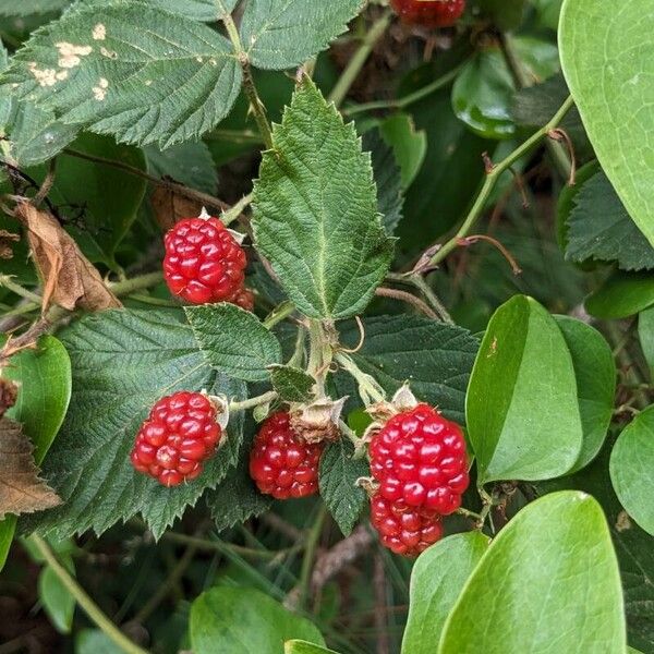 Rubus argutus Ffrwyth