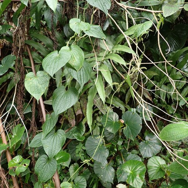 Dioscorea bulbifera Habitus