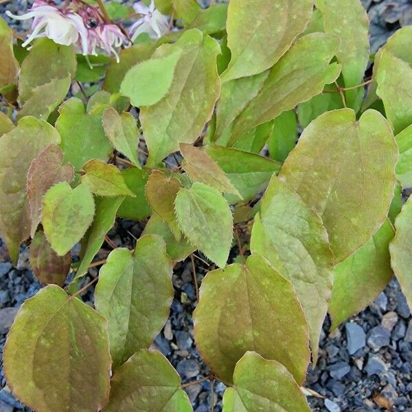 Epimedium grandiflorum Frunză