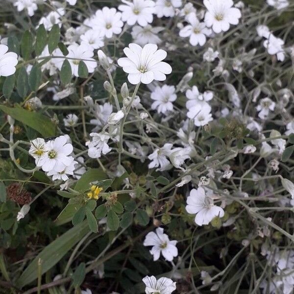 Cerastium tomentosum Flower