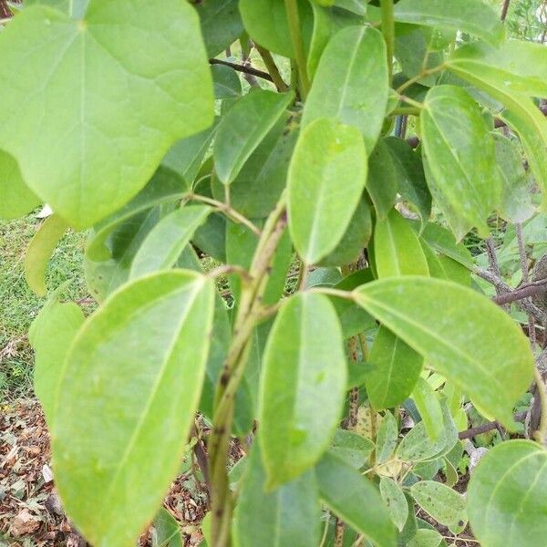 Stauntonia coriacea Yaprak