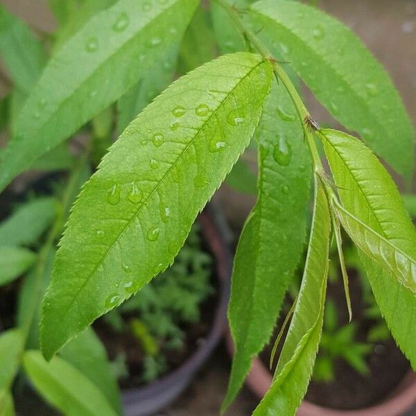 Prunus persica Blad