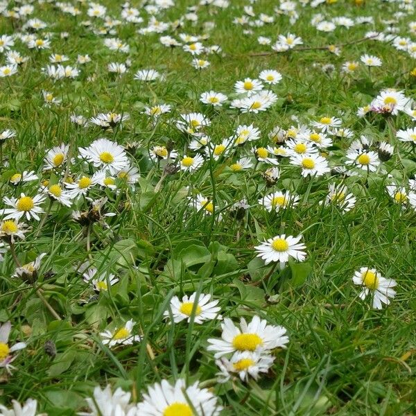 Bellis annua Λουλούδι