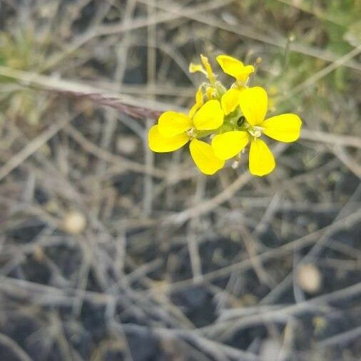 Erysimum virgatum ᱵᱟᱦᱟ