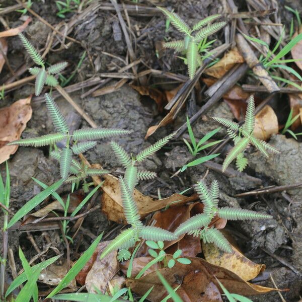 Aeschynomene indica Blatt