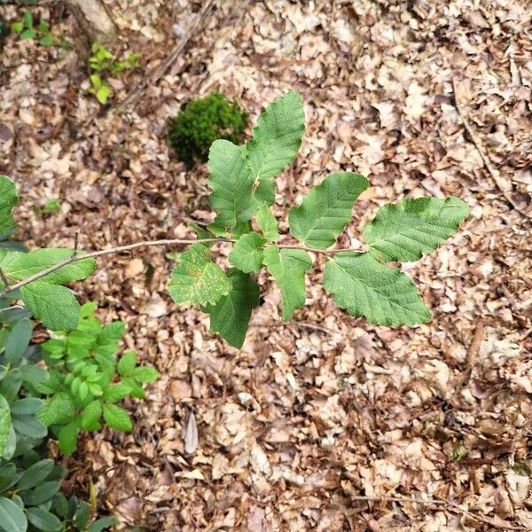 Nothofagus obliqua Folla