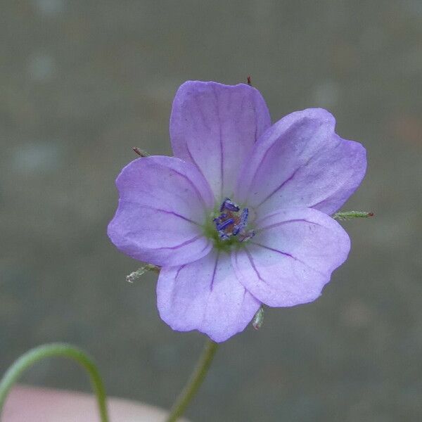 Geranium columbinum Floro