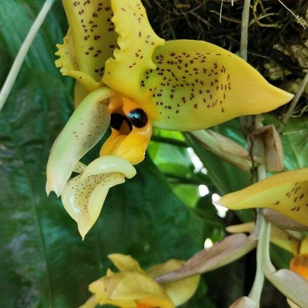 Stanhopea wardii Кветка