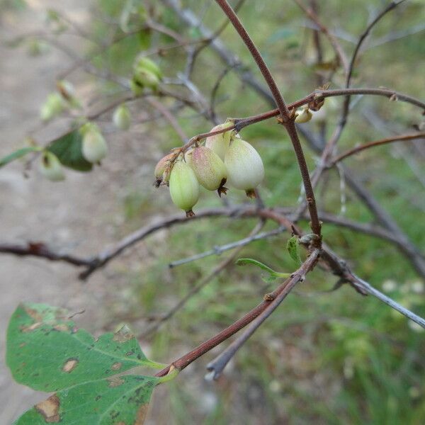 Symphoricarpos rotundifolius Fruto