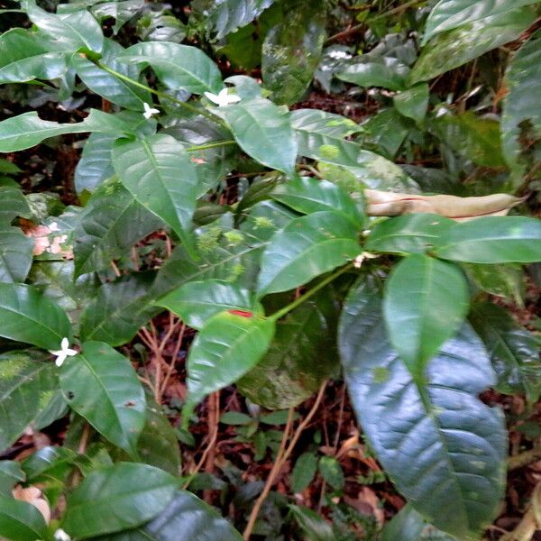 Coffea arabica Hábito