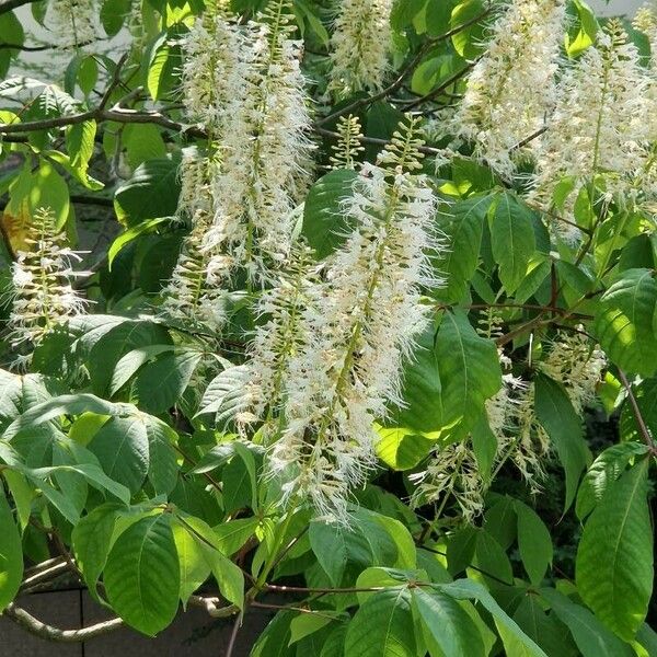 Aesculus parviflora Floare