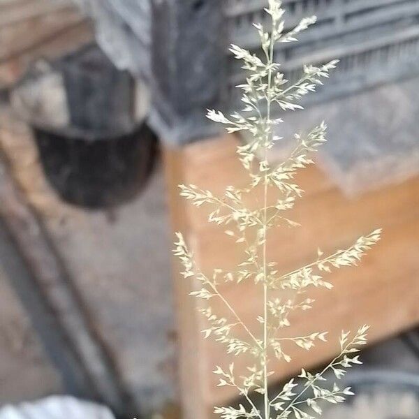 Agrostis stolonifera Flower