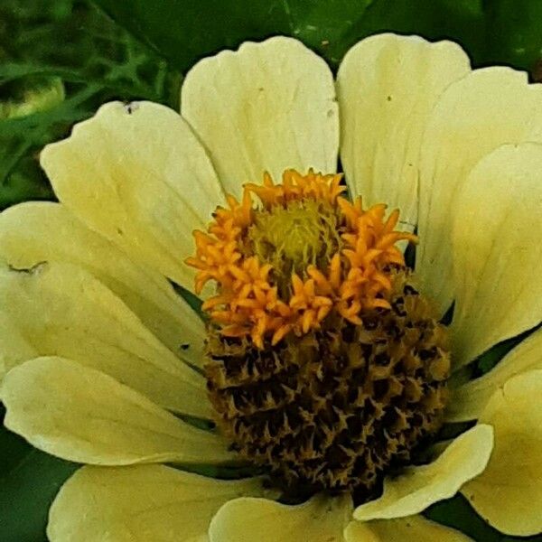 Zinnia elegans Çiçek