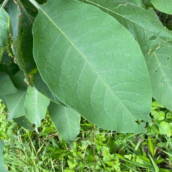 Solanum mauritianum Folha