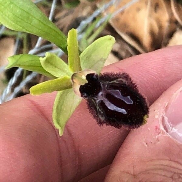 Ophrys sphegodes Flor