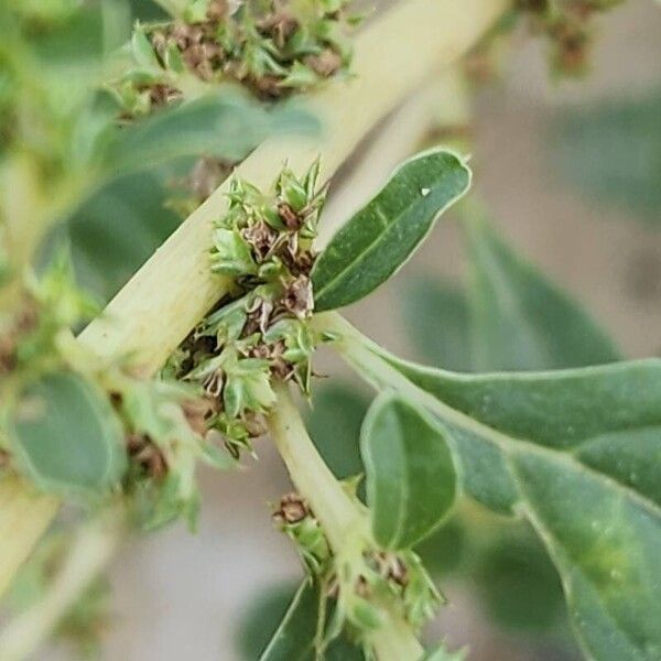 Amaranthus albus Fruit