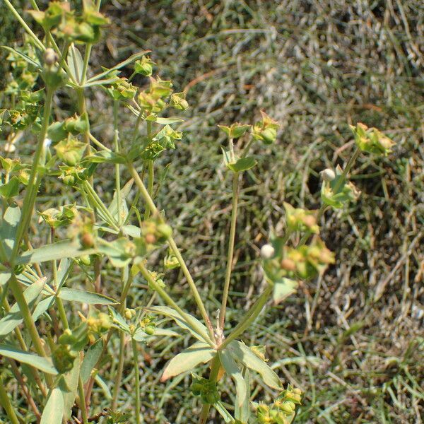Euphorbia terracina Outro